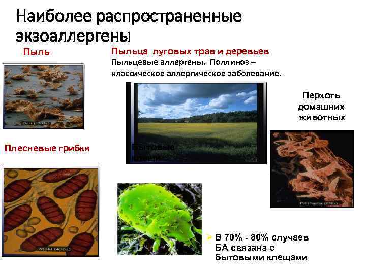 Наиболее распространенные экзоаллергены Пыльца луговых трав и деревьев Пыльцевые аллергены. Поллиноз – классическое аллергическое