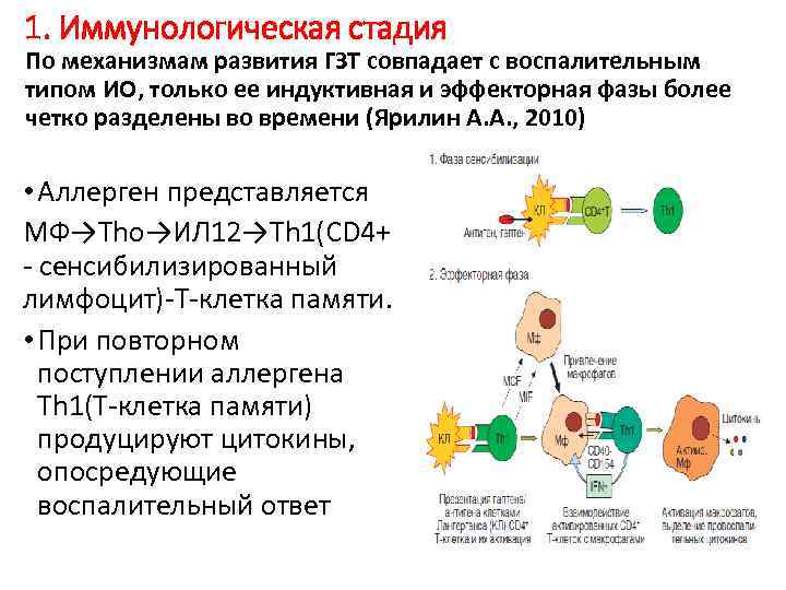 1. Иммунологическая стадия По механизмам развития ГЗТ совпадает с воспалительным типом ИО, только ее