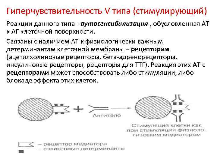 Гиперчувствительность V типа (стимулирующий) Реакции данного типа - аутосенсибилизация , обусловленная АТ к АГ