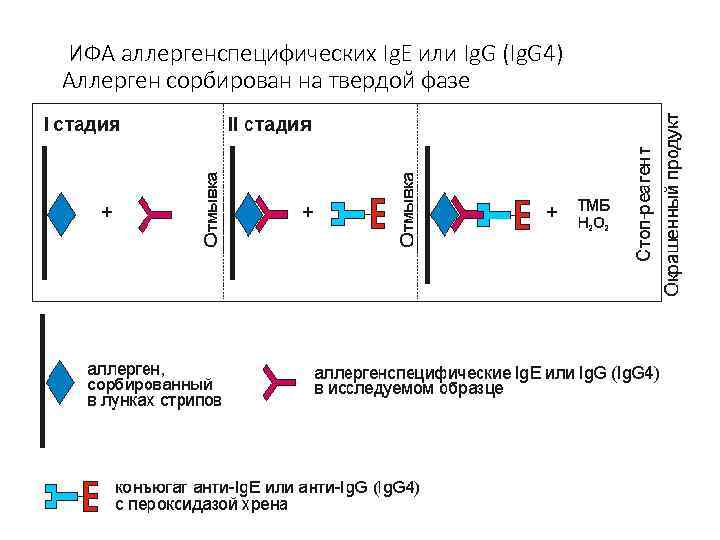 ИФА аллергенспецифических Ig. E или Ig. G (Ig. G 4) Аллерген сорбирован на твердой