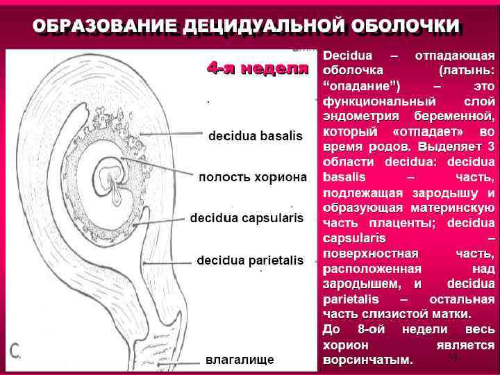 Внезародышевые органы человека. Внезародышевые органы человека человека. Внезародышевые органы человека 7-8 недель гистология. Среди внезародышевых органов человека отсутствует:. Внезародышевые органы понятие общее функциональное значение.