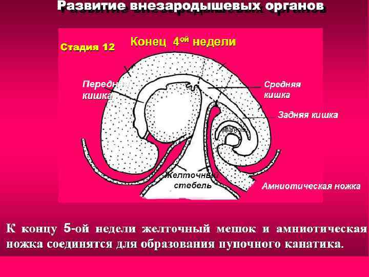 Внезародышевые органы презентация