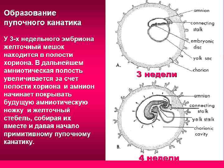 Внезародышевые органы человека. Внезародышевые органы гистология таблица. Внезародышевые оболочки человека. Схема образования внезародышевых органов человека. Внезародышевые органы человека гистология таблица.