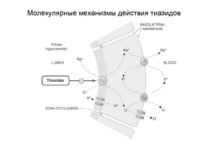 Молекулярные механизмы действия тиазидов 