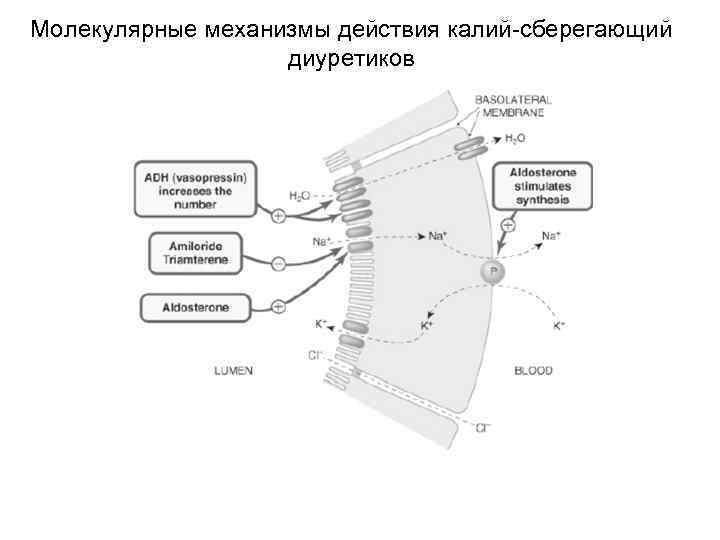 Молекулярные механизмы действия калий-сберегающий диуретиков 