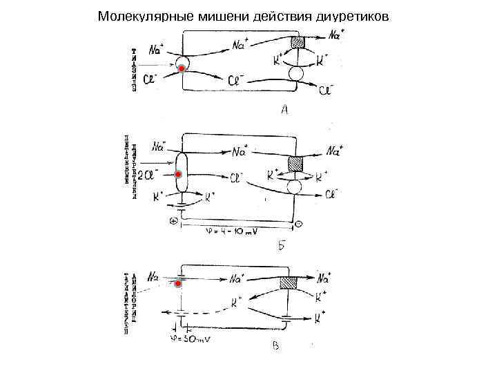 Молекулярные мишени действия диуретиков 