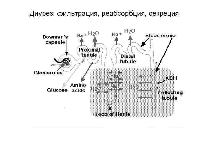 Диурез: фильтрация, реабсорбция, секреция 