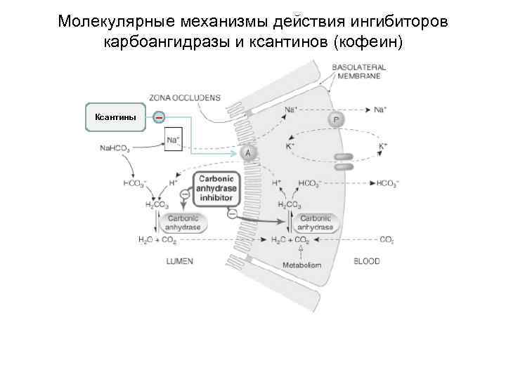 Механизмы диуреза