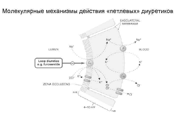 Молекулярные механизмы действия «петлевых» диуретиков 