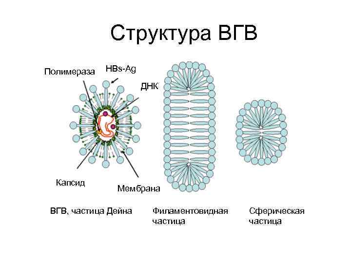 Структура ВГВ Полимераза HBs-Ag ДНК Капсид Мембрана ВГВ, частица Дейна Филаментовидная частица Сферическая частица