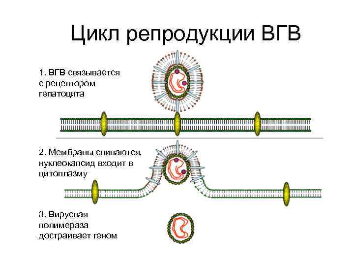 Цикл репродукции ВГВ 1. ВГВ связывается с рецептором гепатоцита 2. Мембраны сливаются, нуклеокапсид входит