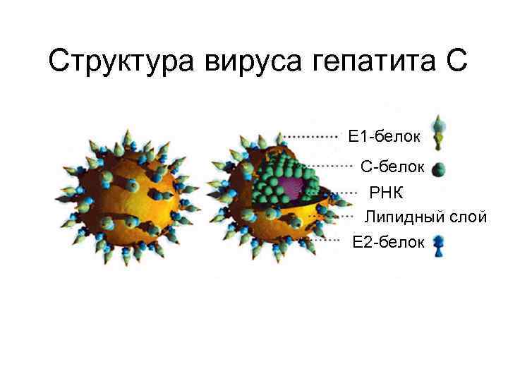 Белки гепатита с. Строение вируса гепатита с схема. Вирус гепатита а строение микробиология. Строение вируса гепатита в. Структура вируса гепатита в.