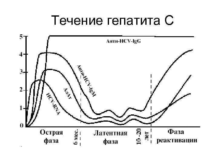 Течение гепатита С 