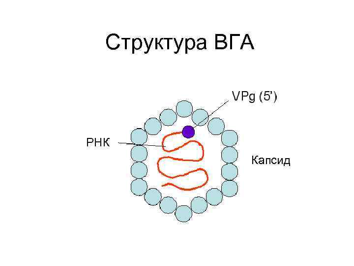 Структура ВГА РНК Капсид 