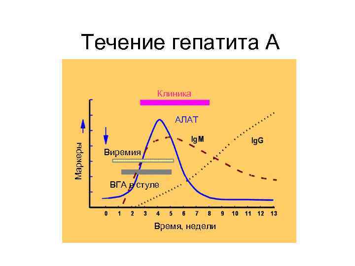 Периоды течения вирусных гепатитов. Гепатит а варианты течения. Течение вирусных гепатитов. Циклическое течение гепатита а.