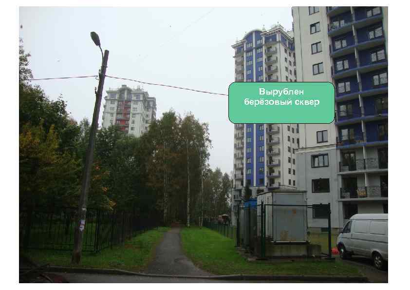 Вырублен берёзовый сквер 