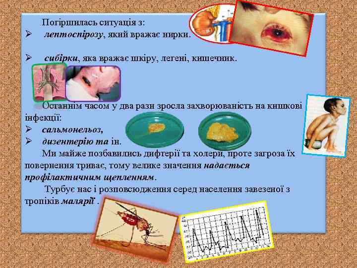 Погіршилась ситуація з: Ø лептоспірозу, який вражає нирки. Ø сибірки, яка вражає шкіру, легені,