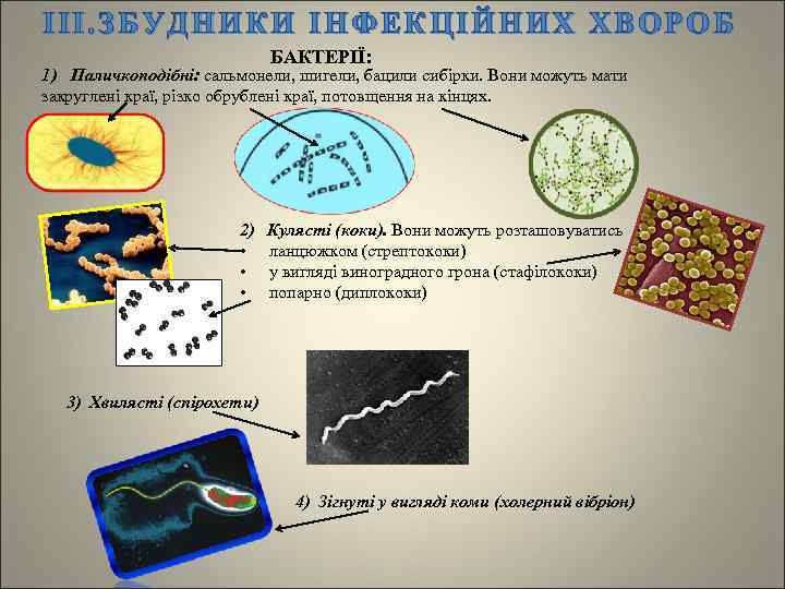 ІІI. ЗБУДНИКИ ІНФЕКЦІЙНИХ ХВОРОБ БАКТЕРІЇ: 1) Паличкоподібні: сальмонели, шигели, бацили сибірки. Вони можуть мати