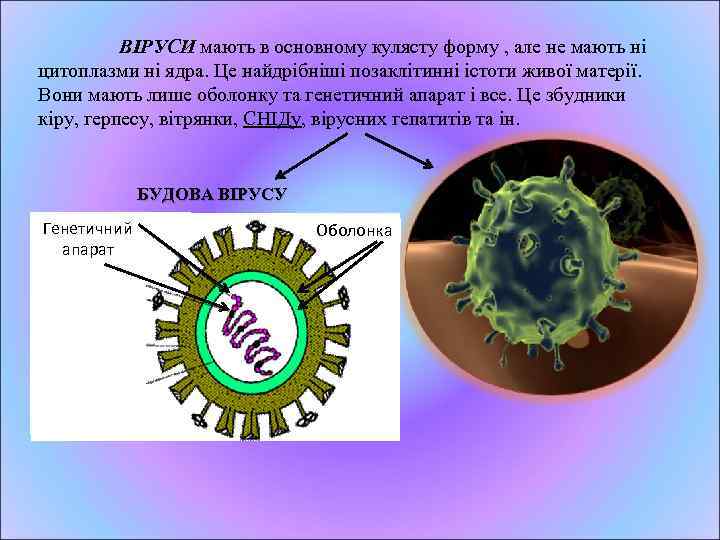 ВІРУСИ мають в основному кулясту форму , але не мають ні цитоплазми ні ядра.