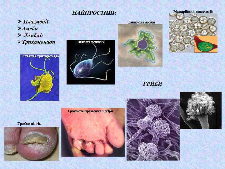 Малярійний плазмодій НАЙПРОСТІШІ: Ø Плазмодії ØАмеби Ø Лямблії ØТрихомонади Кишкова амеба Лямблія печінки Статева