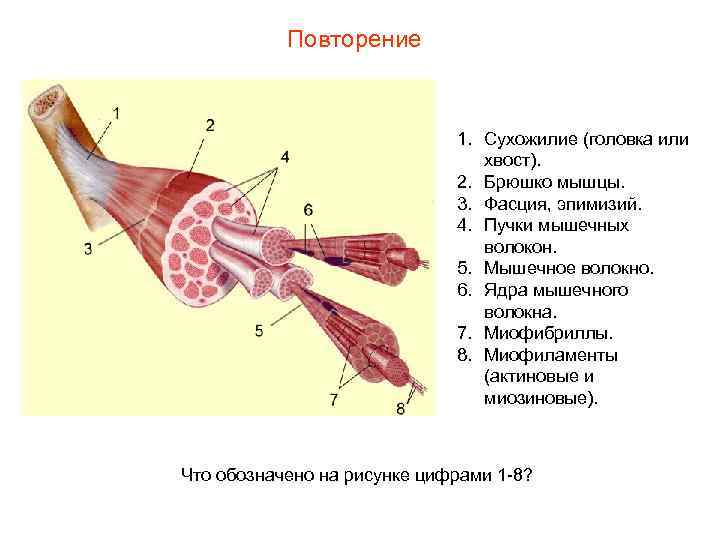 Повторение 1. Сухожилие (головка или хвост). 2. Брюшко мышцы. 3. Фасция, эпимизий. 4. Пучки