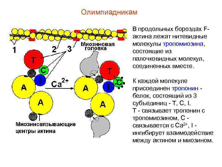 Олимпиадникам В продольных бороздах Fактина лежат нитевидные молекулы тропомиозина, состоящие из палочковидных молекул, соединенных