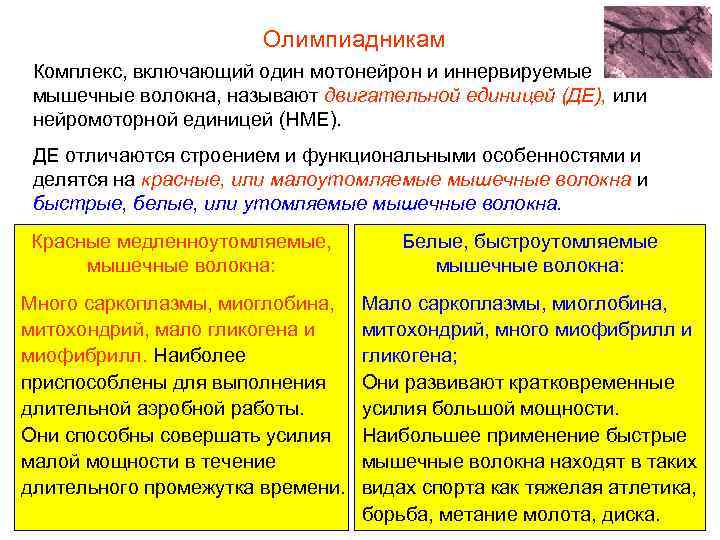 Олимпиадникам Комплекс, включающий один мотонейрон и иннервируемые мышечные волокна, называют двигательной единицей (ДЕ), или