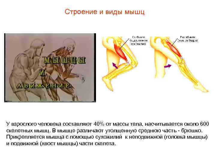 Строение и виды мышц У взрослого человека составляют 40% от массы тела, насчитывается около
