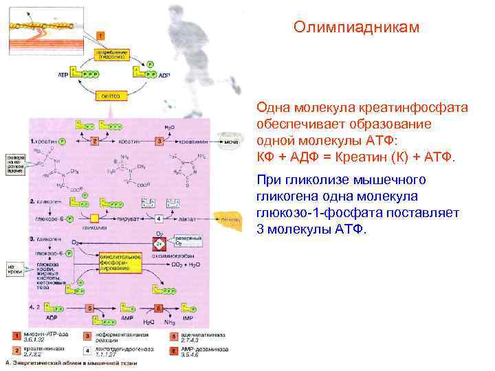 Олимпиадникам Одна молекула креатинфосфата обеспечивает образование одной молекулы АТФ: КФ + АДФ = Креатин