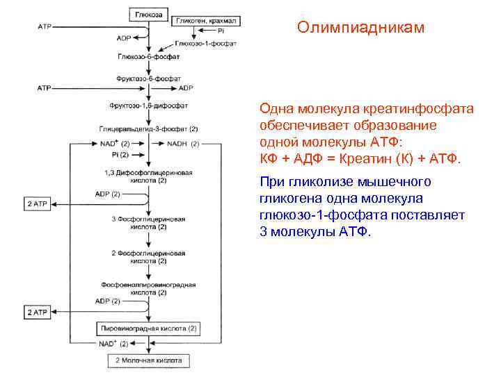 Олимпиадникам Одна молекула креатинфосфата обеспечивает образование одной молекулы АТФ: КФ + АДФ = Креатин