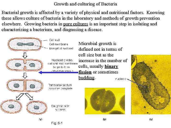 Growth and culturing of Bacterial growth is affected