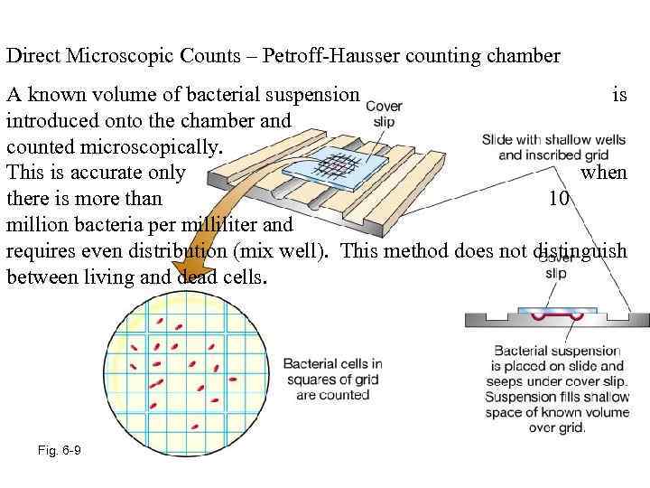 Direct Microscopic Counts – Petroff-Hausser counting chamber A known volume of bacterial suspension is