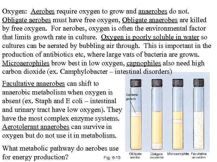 Oxygen: Aerobes require oxygen to grow and anaerobes do not. Obligate aerobes must have