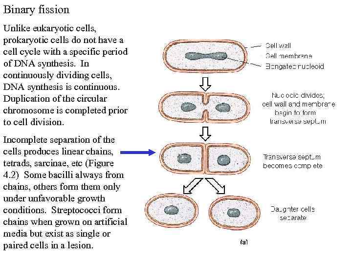 Binary fission Unlike eukaryotic cells, prokaryotic cells do not have a cell cycle with