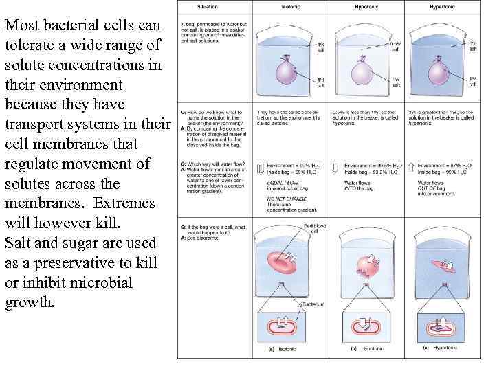 Most bacterial cells can tolerate a wide range of solute concentrations in their environment