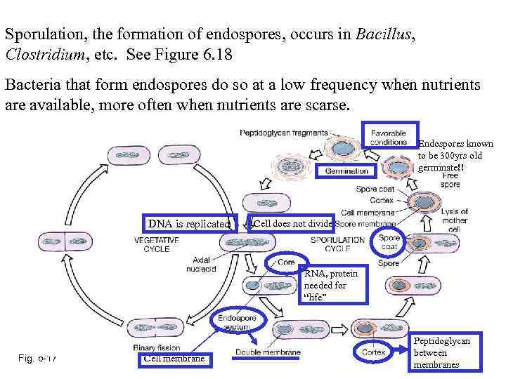 Sporulation, the formation of endospores, occurs in Bacillus, Clostridium, etc. See Figure 6. 18