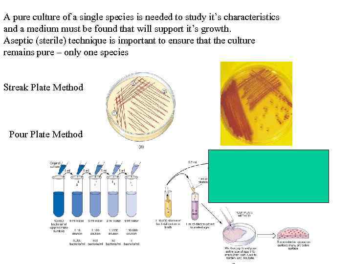 A pure culture of a single species is needed to study it’s characteristics and