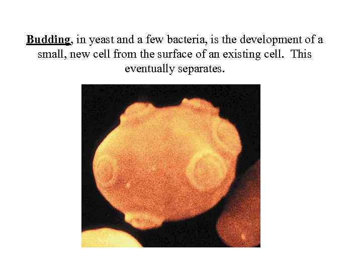 Budding, in yeast and a few bacteria, is the development of a small, new