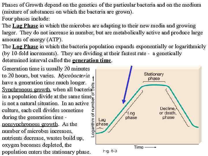 Phases of Growth depend on the genetics of the particular bacteria and on the