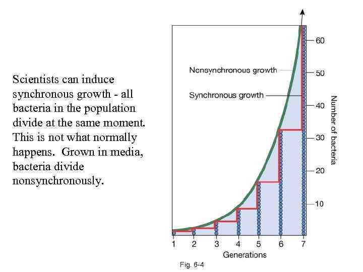 Scientists can induce synchronous growth - all bacteria in the population divide at the