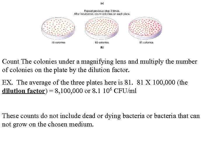 Count The colonies under a magnifying lens and multiply the number of colonies on