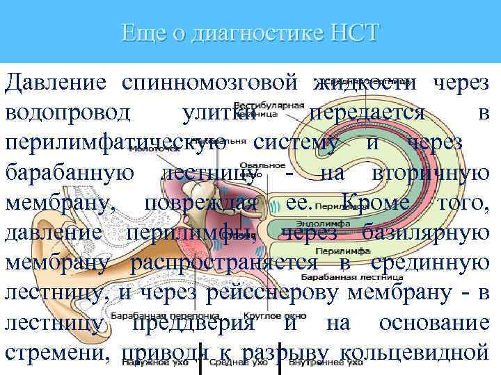 Еще о диагностике НСТ Давление спинномозговой жидкости через водопровод улитки передается в перилимфатическую систему