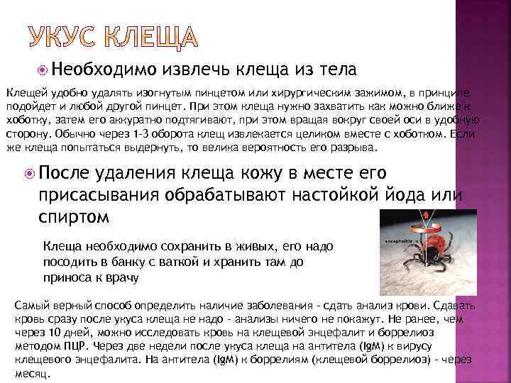  Необходимо извлечь клеща из тела Клещей удобно удалять изогнутым пинцетом или хирургическим зажимом,