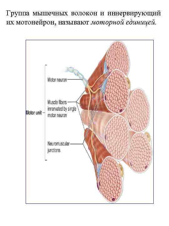 Группа мышечных волокон и иннервирующий их мотонейрон, называют моторной единицей. 