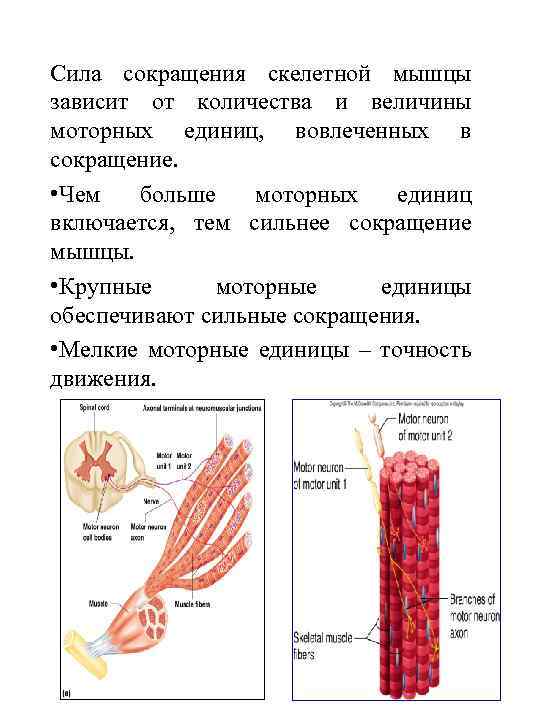 Сила сокращения скелетной мышцы зависит от количества и величины моторных единиц, вовлеченных в сокращение.