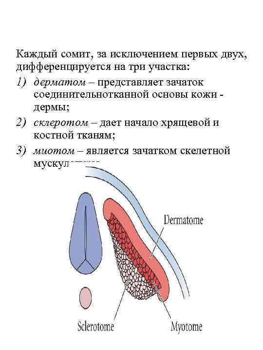 Каждый сомит, за исключением первых двух, дифференцируется на три участка: 1) дерматом – представляет