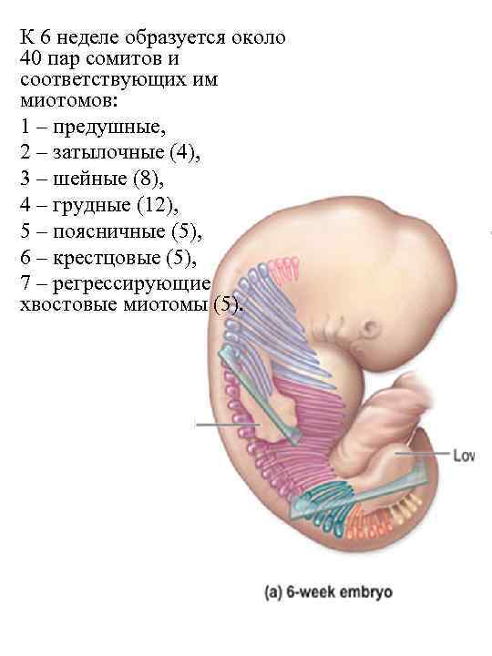 К 6 неделе образуется около 40 пар сомитов и соответствующих им миотомов: 1 –