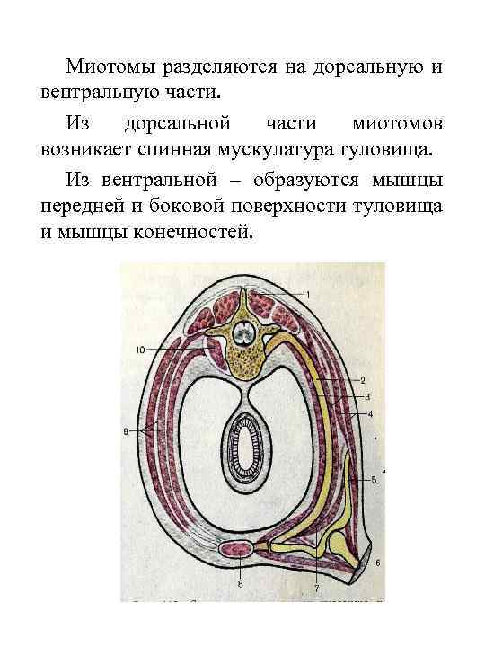Миотомы разделяются на дорсальную и вентральную части. Из дорсальной части миотомов возникает спинная мускулатура