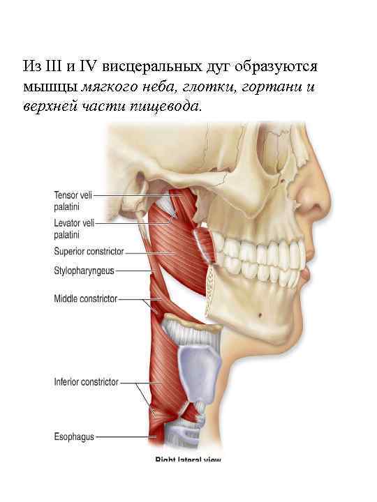 Из III и IV висцеральных дуг образуются мышцы мягкого неба, глотки, гортани и верхней