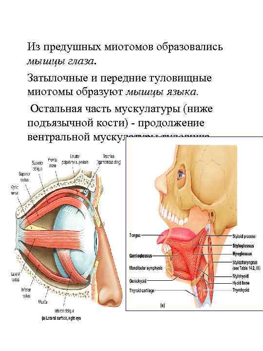 Из предушных миотомов образовались мышцы глаза. Затылочные и передние туловищные миотомы образуют мышцы языка.